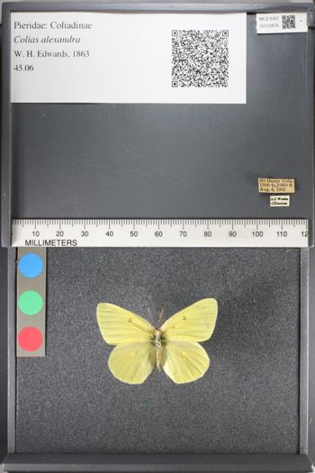 Media type: image;   Entomology 123876